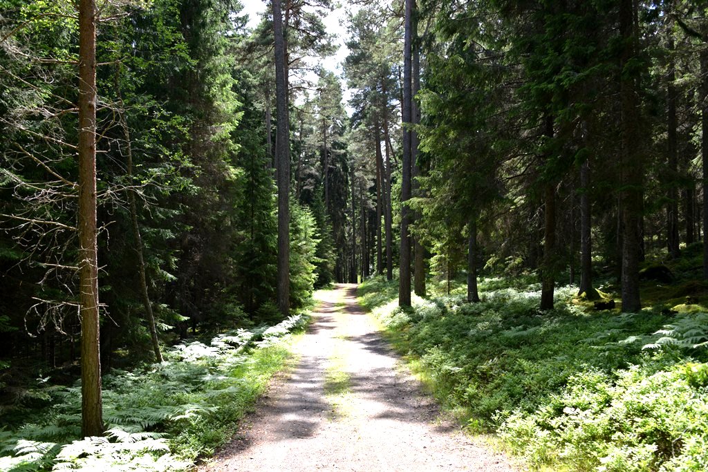 Vägen i skogen