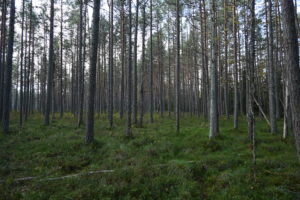 Tallar står tätt på Slätmossen.